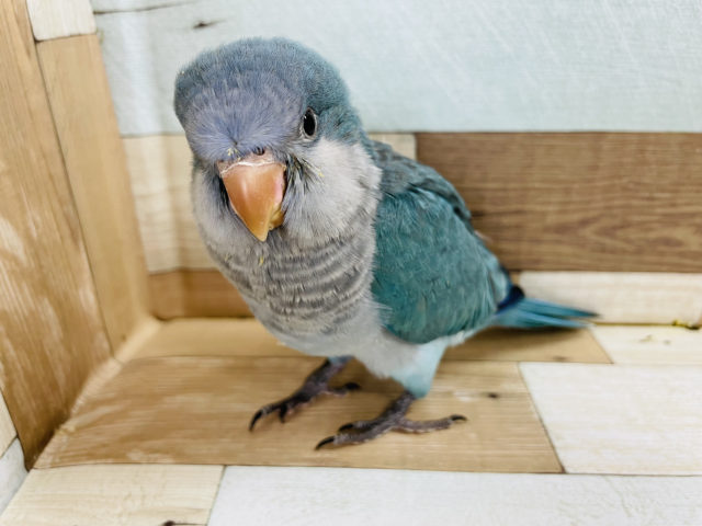 オキナインコ
