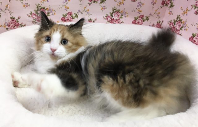 ノルウェージャンフォレストキャット