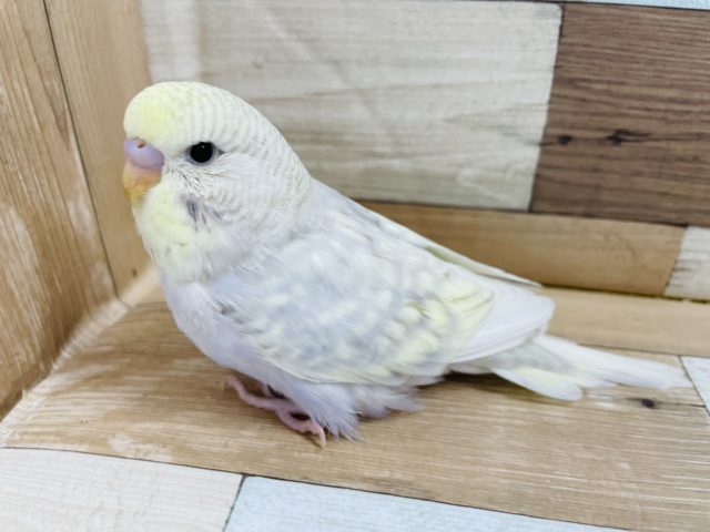 ジャンボセキセイインコ