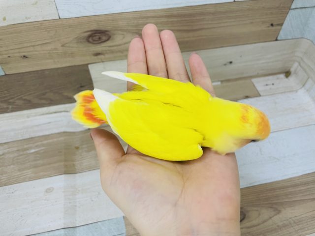 コザクラインコ（小桜インコ）