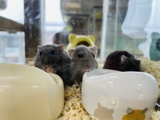 ドワーフハムスターの1種