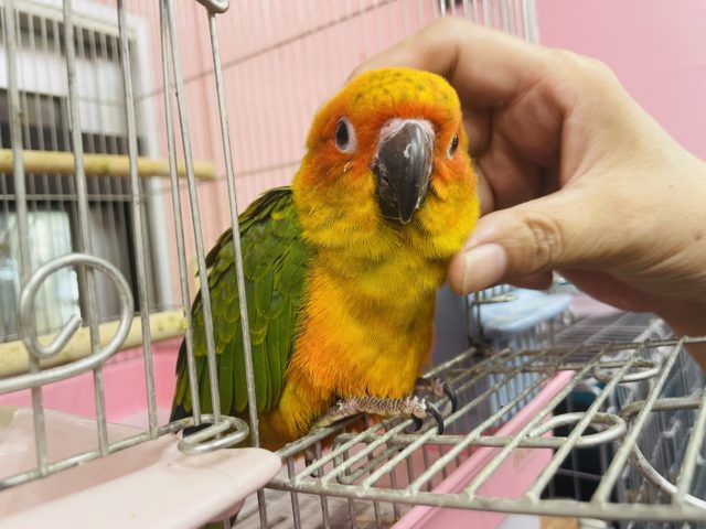 コガネメキシコインコ