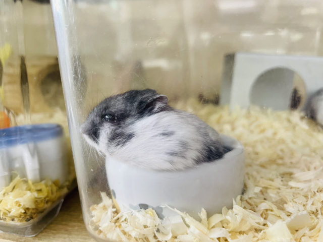 ドワーフハムスターの1種