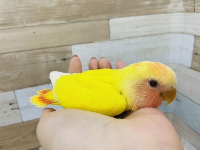 コザクラインコ（小桜インコ）