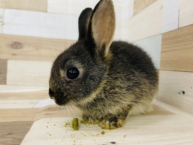 ネザーランドドワーフ