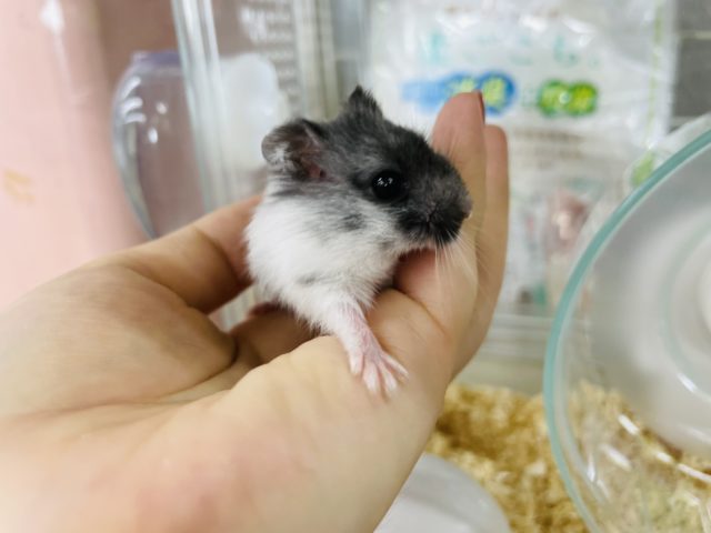 マーブルハムスター