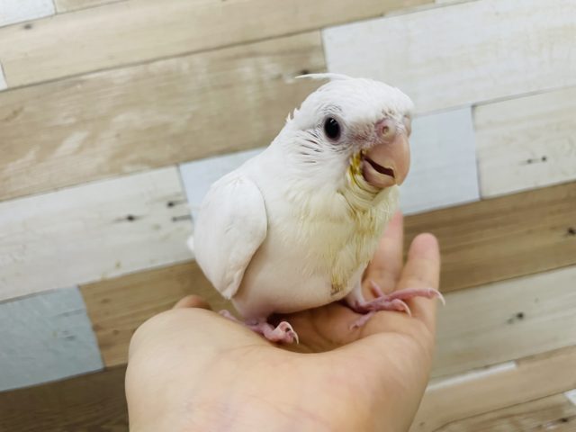 オカメインコ