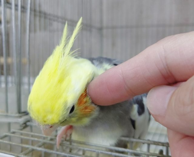 オカメインコ