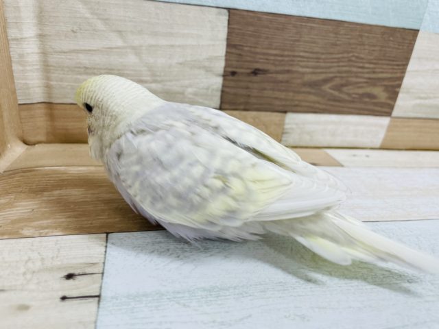 ジャンボセキセイインコ