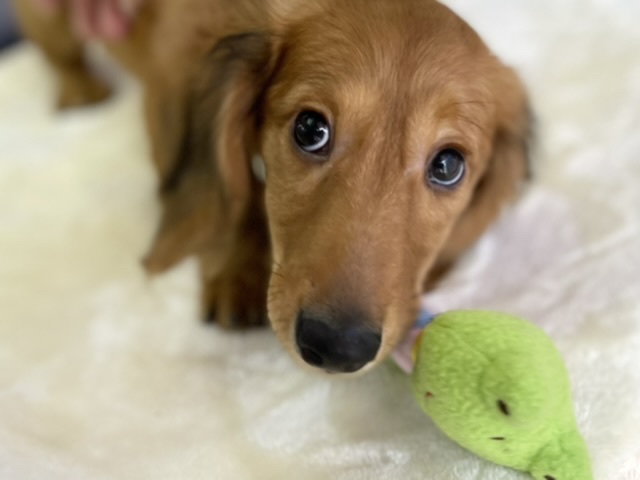 ミニチュアダックス