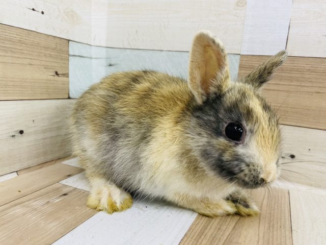 ネザーランドドワーフ