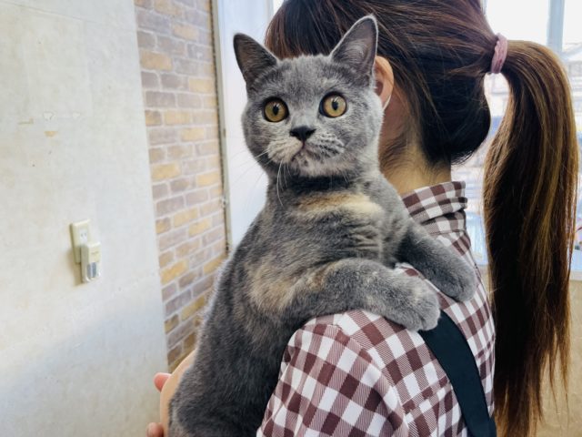 ブリティッシュショートヘア