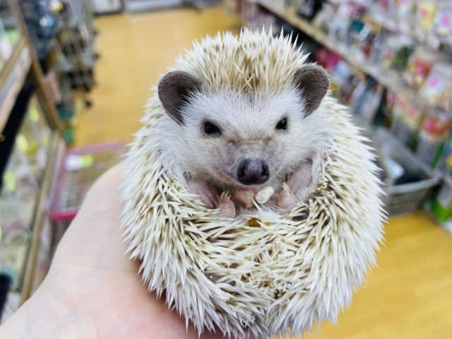 ハリネズミ（ヨツユビハリネズミ）