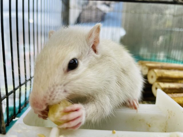 ホワイトシマリス