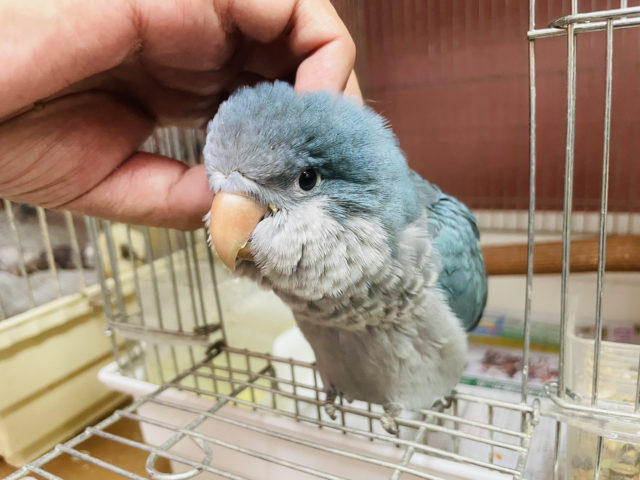 オキナインコ