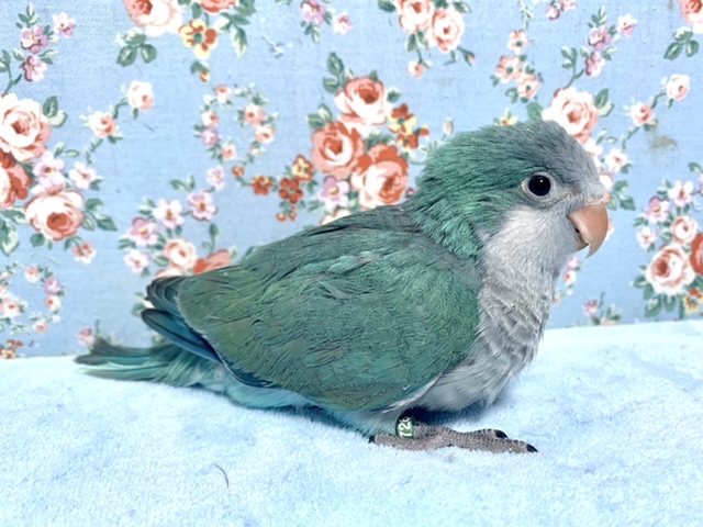 オキナインコ