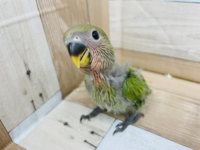 コザクラインコ（小桜インコ）