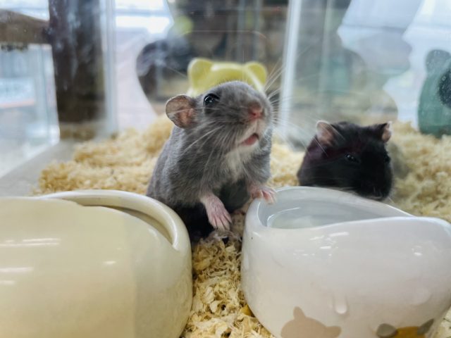 ドワーフハムスターの1種