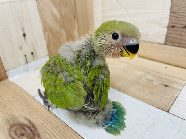 コザクラインコ（小桜インコ）