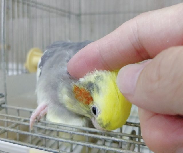 オカメインコ