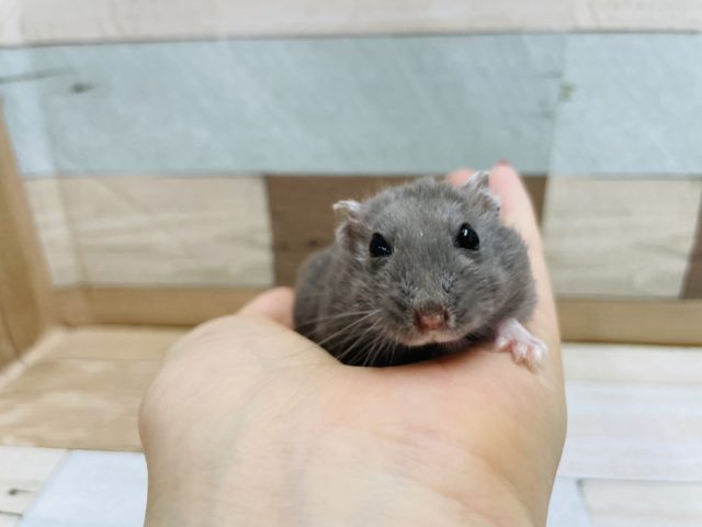 ドワーフハムスターの1種