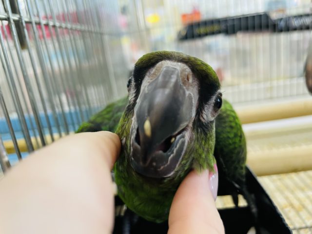 ズアカハネナガ