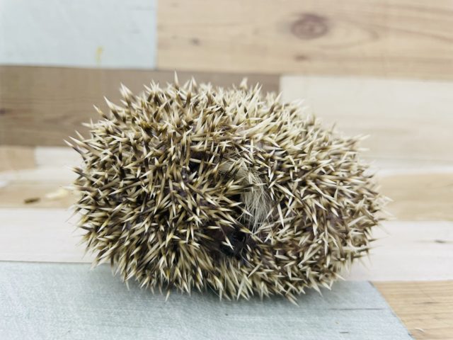 ハリネズミ（ヨツユビハリネズミ）