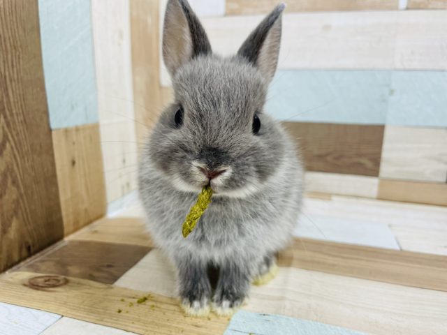 ネザーランドドワーフ