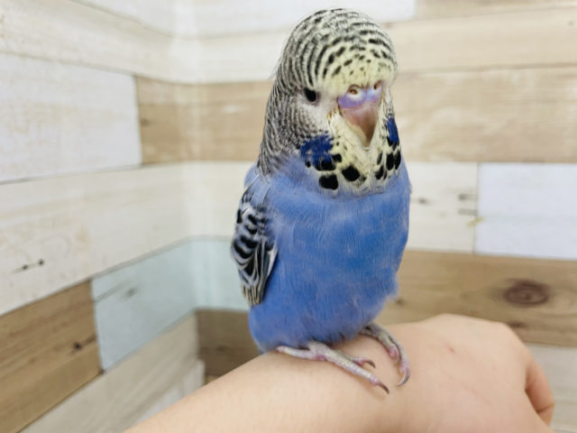 ジャンボセキセイインコ