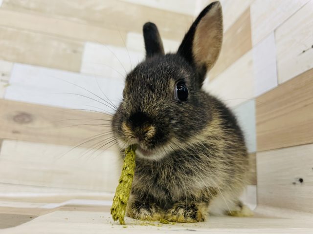 ネザーランドドワーフ