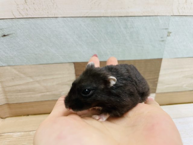 ドワーフハムスターの1種