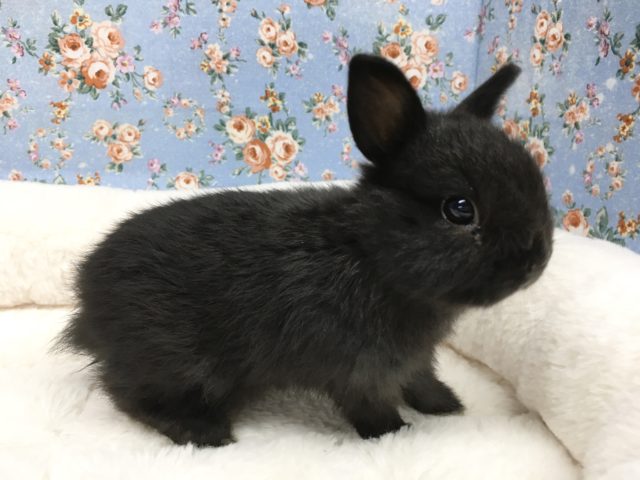 ネザーランドドワーフ