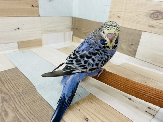 ジャンボセキセイインコ