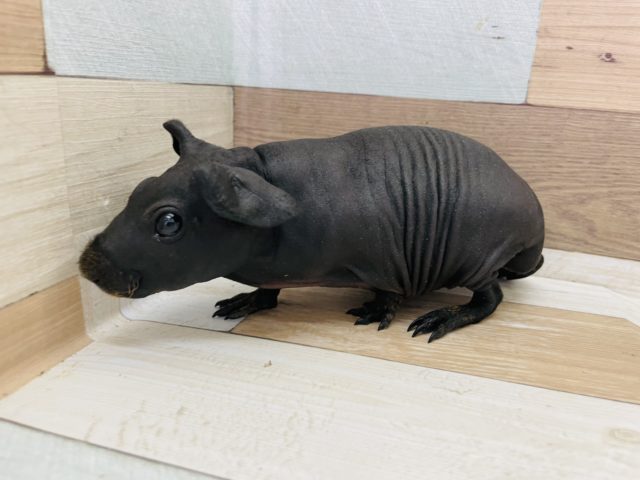 スキニーギニアピッグ