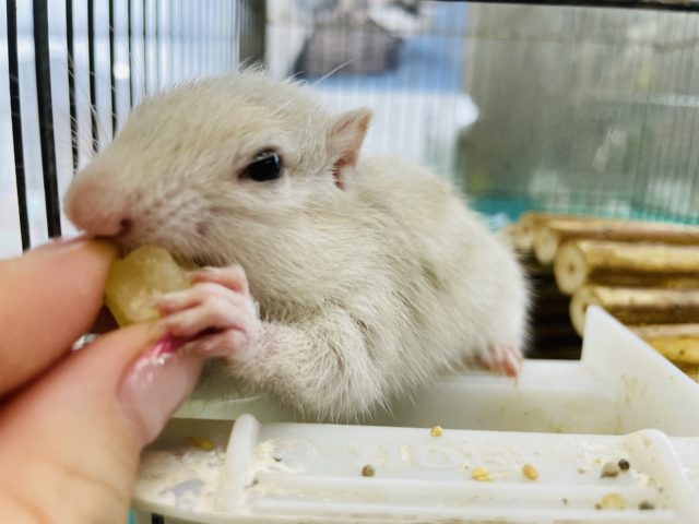 ホワイトシマリス