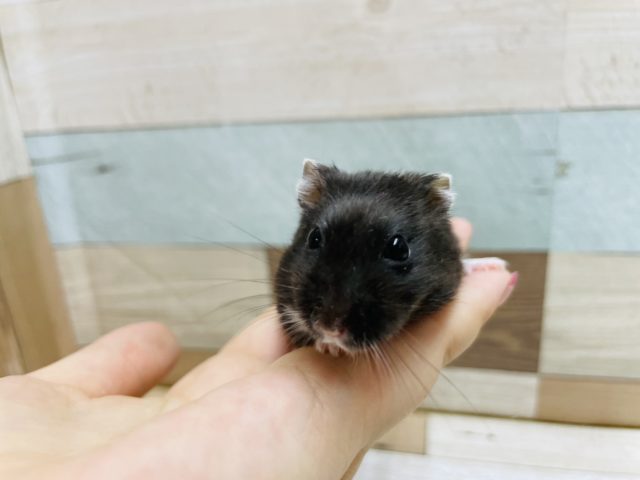ドワーフハムスターの1種