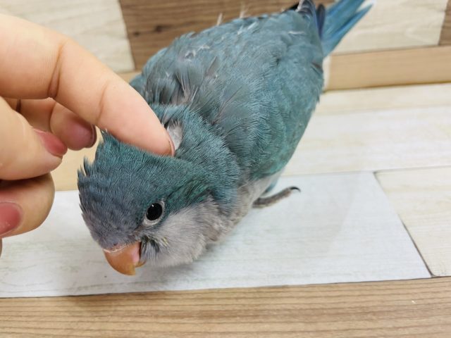 オキナインコ