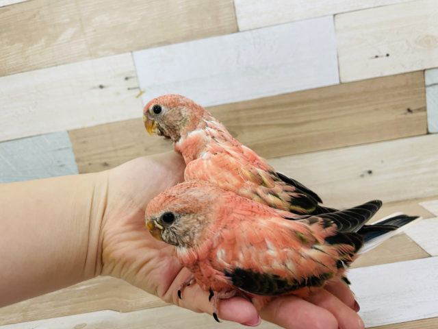 アキクサインコ（秋草インコ）