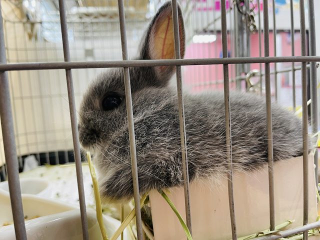 ネザーランドドワーフ