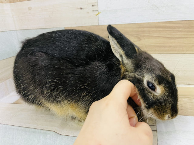 ネザーランドドワーフ