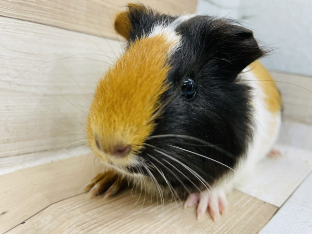 イングリッシュモルモット