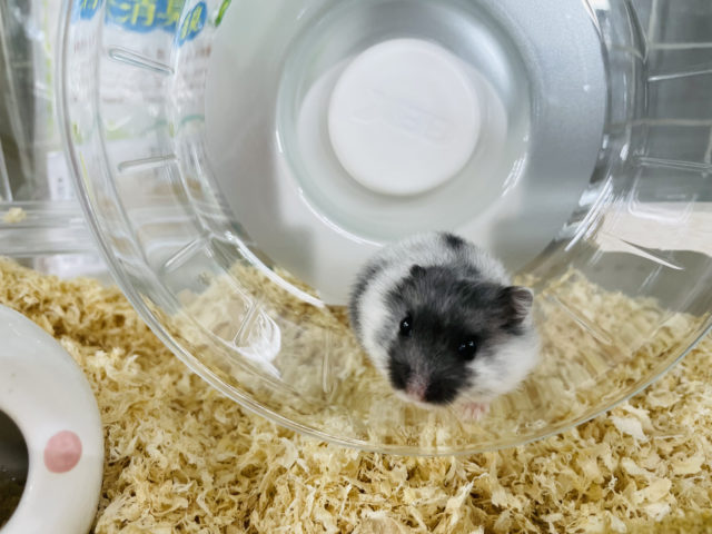 マーブルハムスター