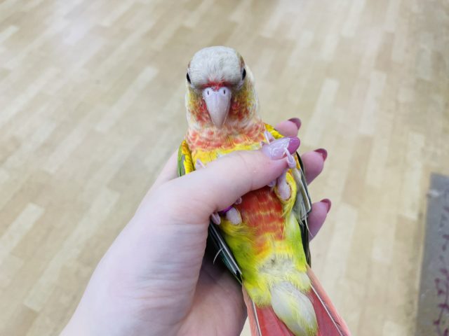 ホオミドリウロコインコ