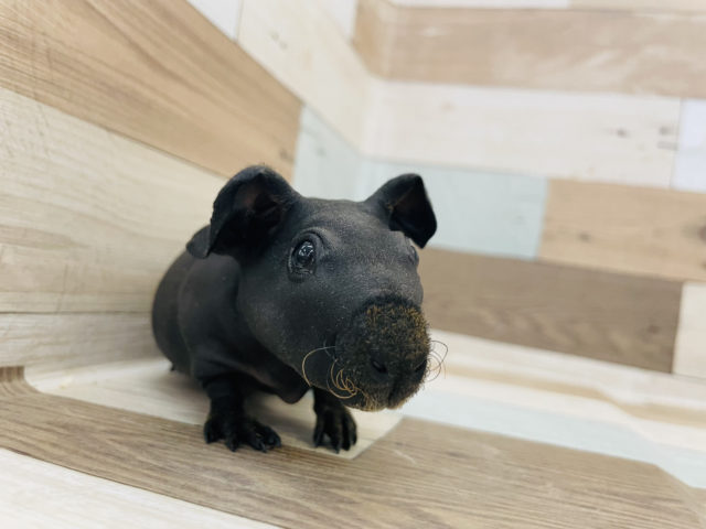 スキニーギニアピッグ