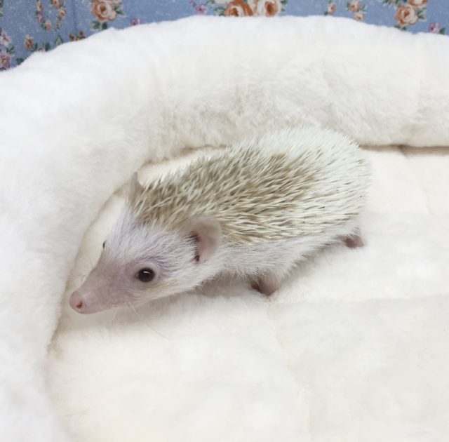 ハリネズミ（ヨツユビハリネズミ）