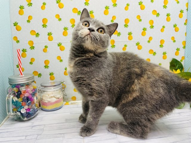 ブリティッシュショートヘア