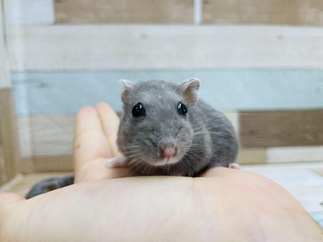 ドワーフハムスターの1種