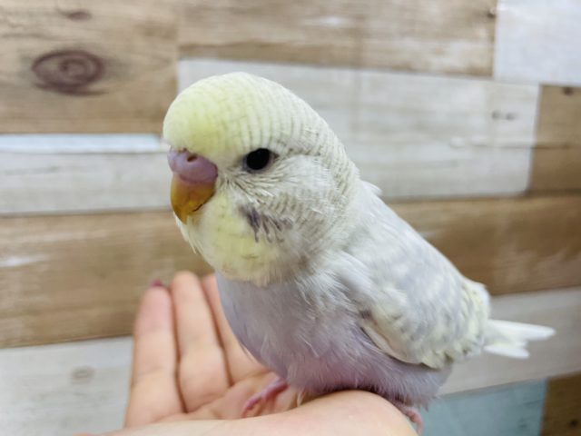 ジャンボセキセイインコ