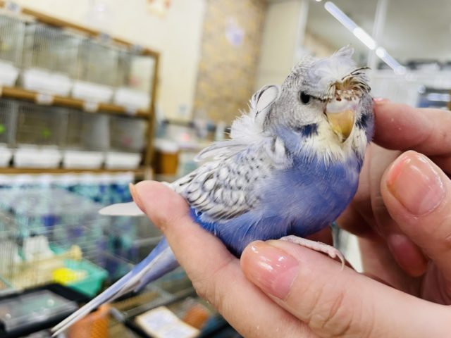 羽衣セキセイインコ