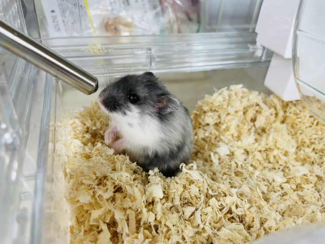 マーブルハムスター